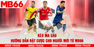 Blog - mb66a.com - Avexo